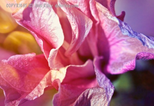 digital art photo flowers, debiriley.com 