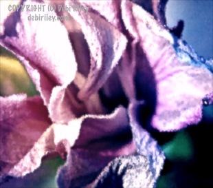fun bright layers flower petal, digital photo, debiriley.com 