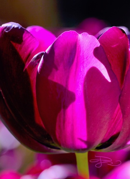 tulip petals sunlit macro photo, magenta flowers, debiriley.com 