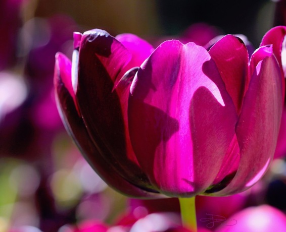 magenta tulip sunlit photograph, beauty in flowers, debiriley.com