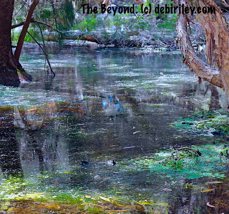 green swamp bayou, nature reserves photograph debiriley.com 