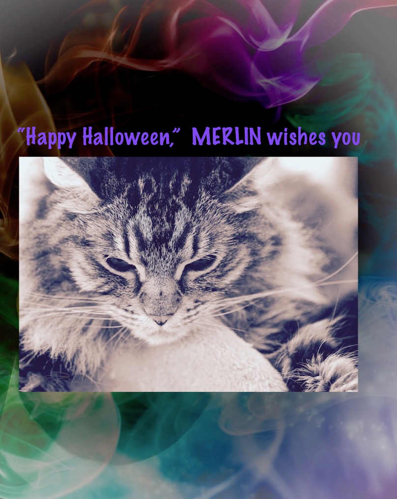 halloween cats, merlin, cat photos, cat art, debiriley.com