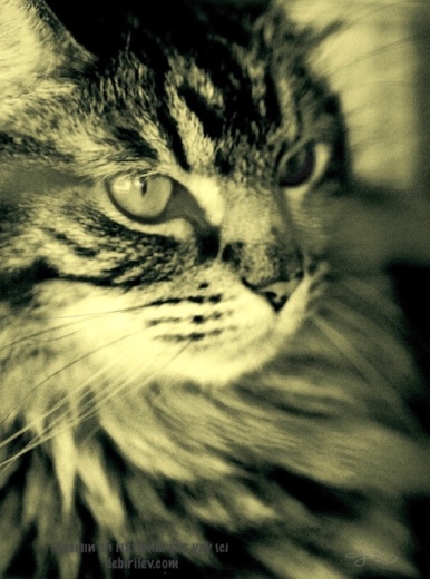 Merlin, enchanting cat, magic, halloween cat photo, debiriley.com 