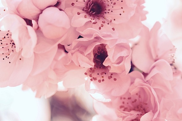 soft pretty pink flowers, delicate spring blossoms, flower photography, artistic inspirations, debiriley.com 