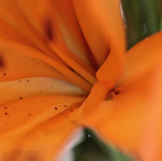 orange lily, photo, debiriley.com 
