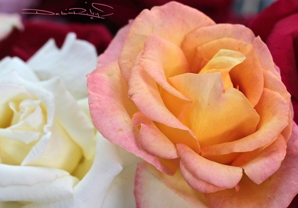 Roses, pink, orange, debiriley.com 