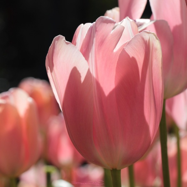 birthday wishes, tulip pink, spring flowers, debiriley.com 