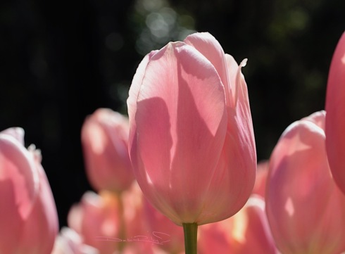 tulips in celebration, birthday, spring, pink flowers, debiriley.com 