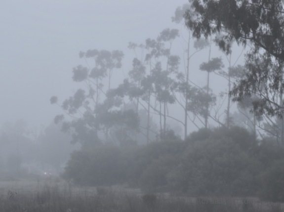 Perth bushland park, early morning fog, nature, debiriley.com 
