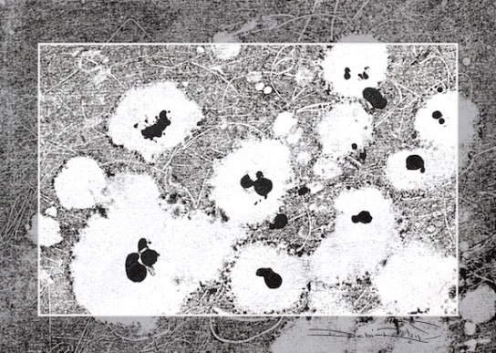 monochrome monotype, field of flowers, art in black and white, debiriley.com
