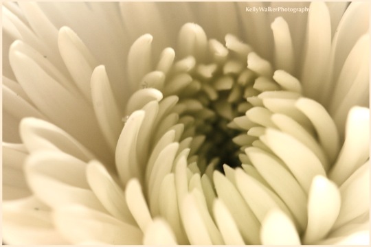 flower macro photography, life unfolds poem, Kahlil Gibran, debiriley.com 