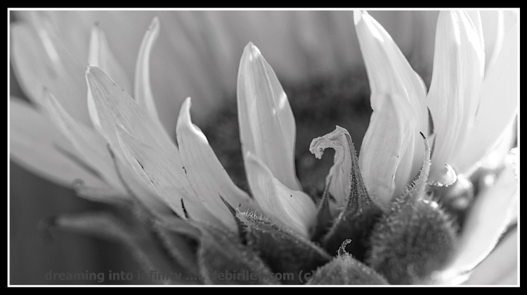 macro flower photography, creative photos, canon 600d, black and white photo, debiriley.com