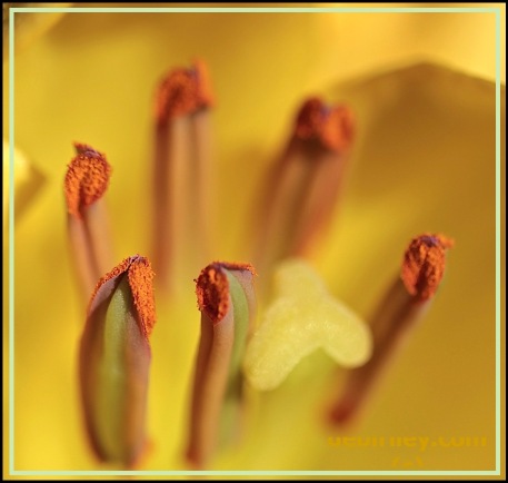 flower macro photography, yellow lily stamens close up, photography of nature, debiriley.com 