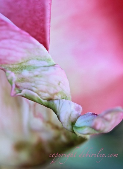 pink rose petal, macro flower photo, canon 600d, debiriley.com 