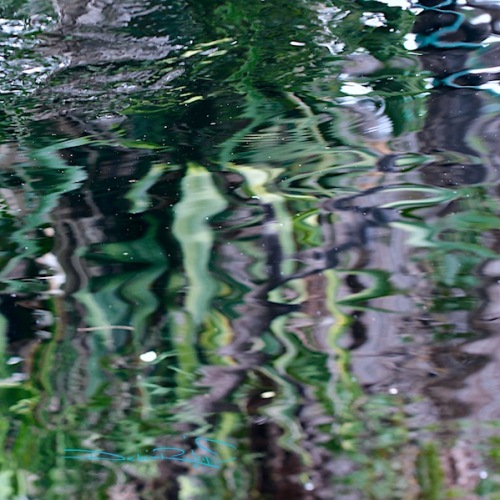 canon 600d photographs, canon 100mm nature photos, water reflections in macro, debiriley.com 