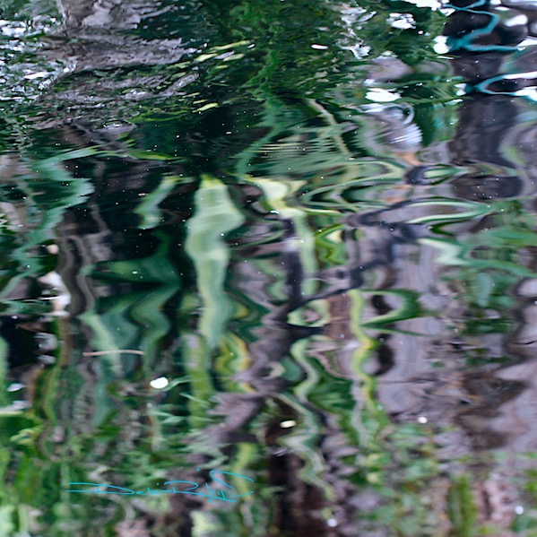 canon 600d photographs, canon 100mm nature photos, water reflections in macro, debiriley.com