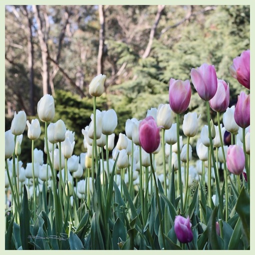 convey feelings in photography, nature, tulips, spring gardens, debiriley.com