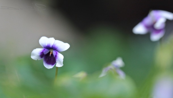 woodland violets, macro flowers, canon 600d, soft edges in art, purple flowers, zen stroll, nature walks, debiriley.com 