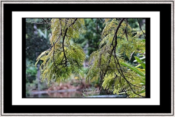 nature photography, trees and foliage in greens, zen moments, debiriley.com 