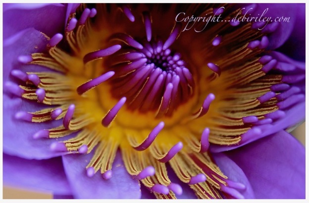 lovely lavender water lily, flower photograph, debiriley.com 