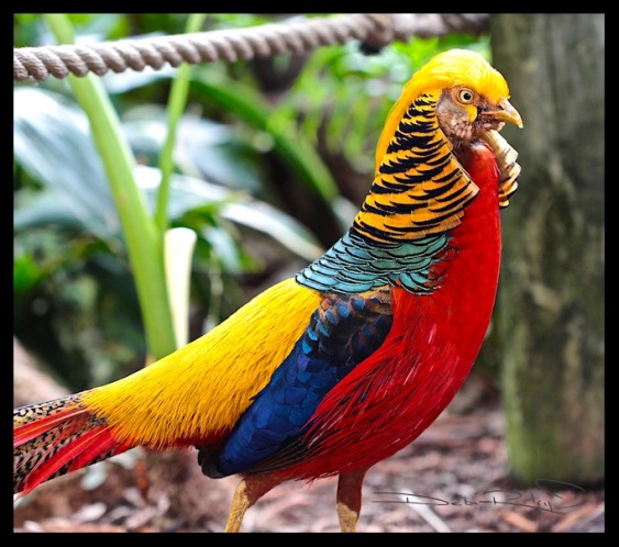bird photography, Perth zoo, bright colored birds, debiriley.com