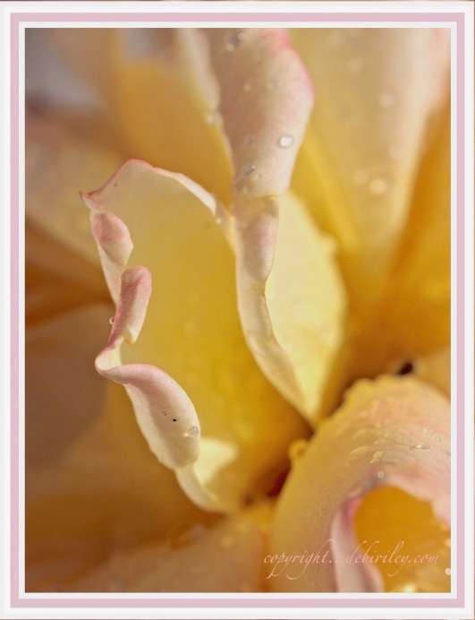 rose gardens photography, yellow roses, canon 600d, debiriley.com 