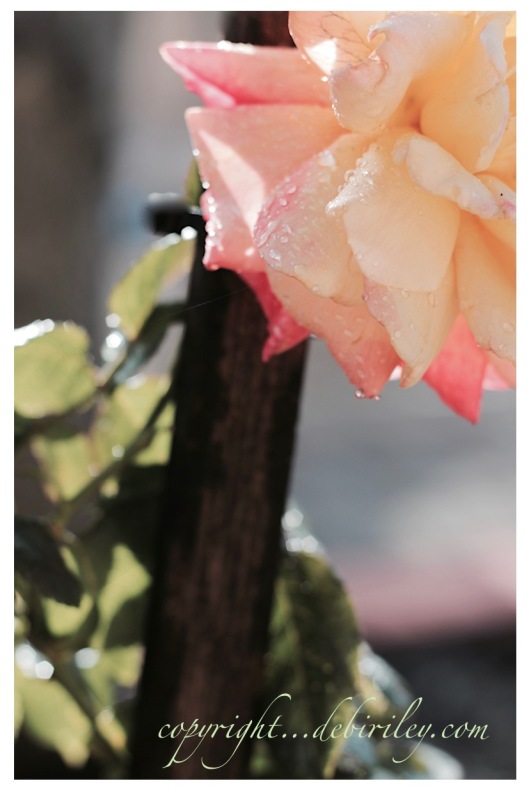 rose garden photography, debiriley.com 