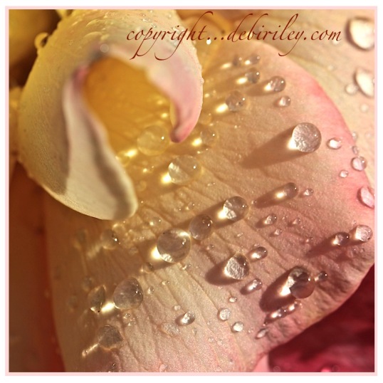 raindrops on roses, macro photography, debiriley.com 