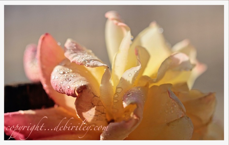 macro floral photo, rose in the sun, meditative photography, debiriley.com 