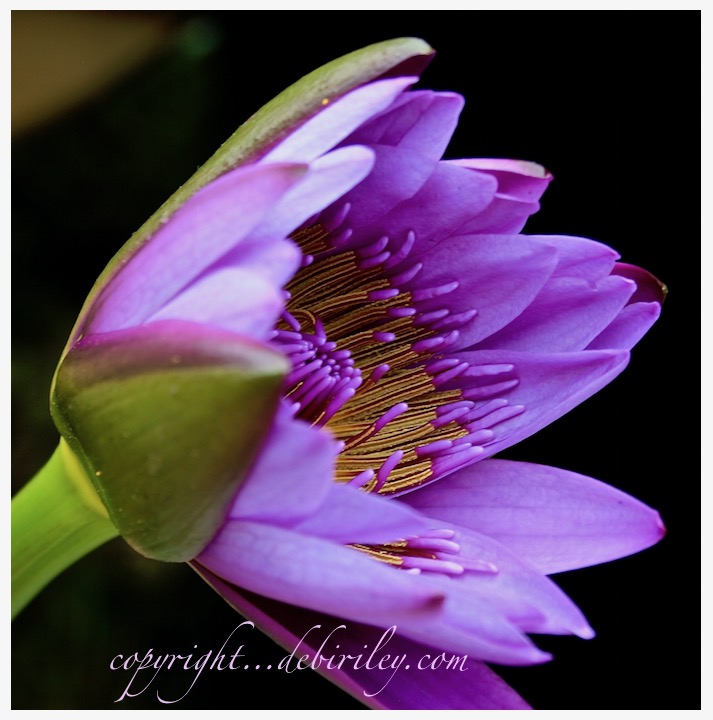 water lily photograph, purple flowers, debiriley.com