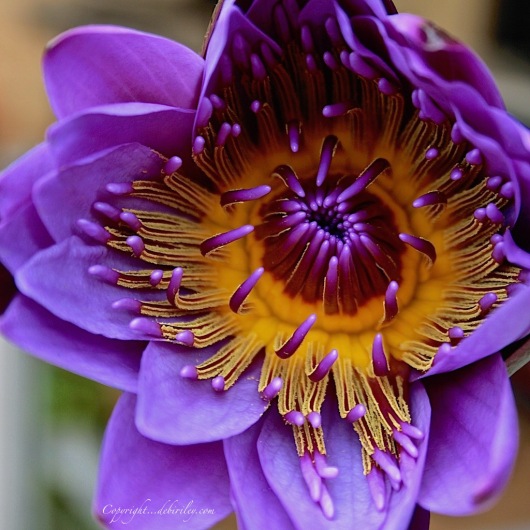 water lily in purple, flower photography, debiriley.com 
