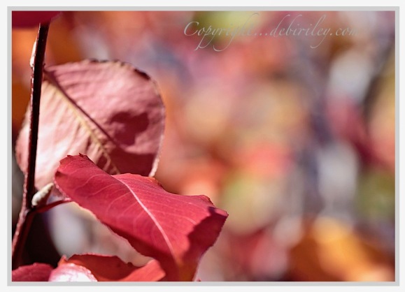 fall foliage in rust and reds, photography of autumn, debiriley.com 