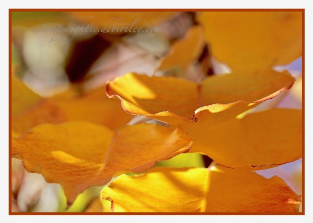golden fall foliage, golden autumn tree color, autumn photography, debiriley.com 