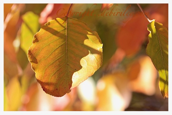 golden leaf in fall photo, nature walks, debiriley.com 