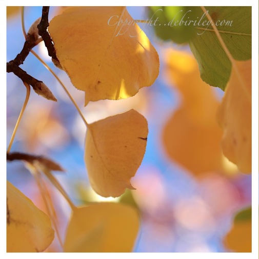 nature photos, autumn gold leaves, yellow tree leaves, debiriley.com 