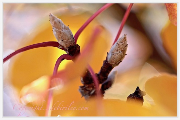 fall foliage, golden yellow autumn tree foliage photographs, debiriley.com 