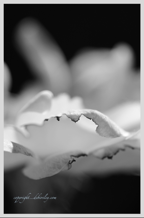 black and white flower photograph, changing the message in photography, debiriley.com 