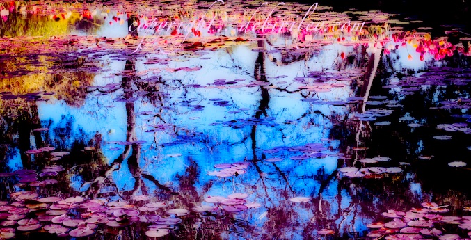 nature photography, pond reflections in color, blue and purple tree reflections, debiriley.com