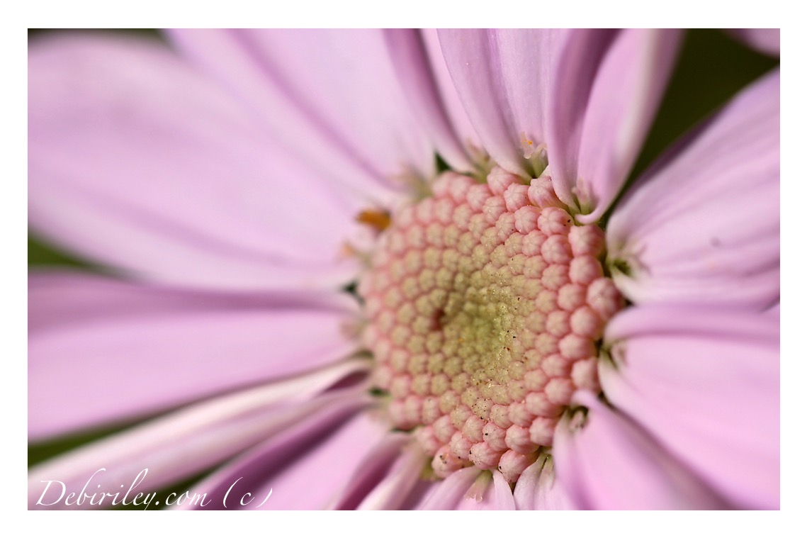 flower poems, Edwin Curran, pink gentle sweet flowers, macro photo of flower, debiriley.com