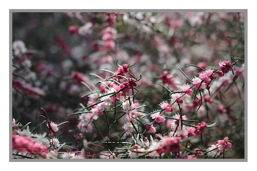 spring pink blooms, nature walks, flower photos in pink, relaxing in nature, zen strolls, debiriley.com