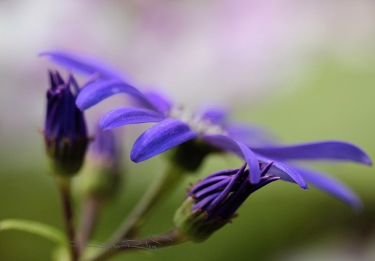 purple flowers soft focus, use macro lens, debiriley.com 