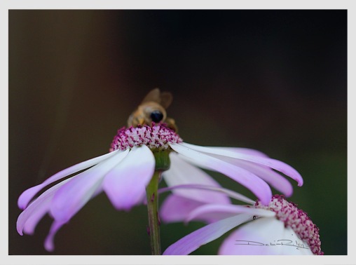 bee on pale lavender flower photograph, debiriley.com 
