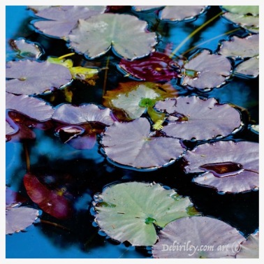 lily pond in deep purple, nature photography, cool palette blue green and lavender, debiriley.com