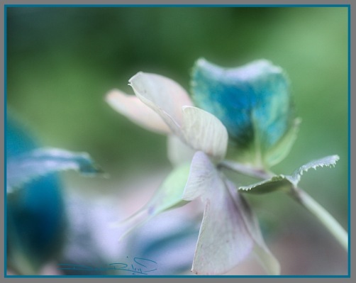 macro flowers in blue and lavender, Araluen spring flowers, debiriley.com 