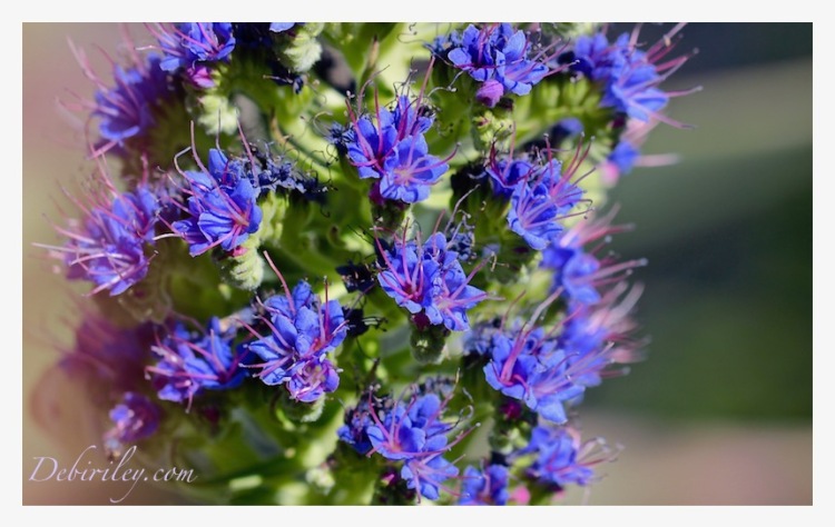 blue flower photograph, zen stroll, relaxing nature walks, debiriley.com 