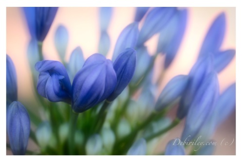 blue flower agapantha, Monet art, zen strolls, early morning walks, debiriley.com 