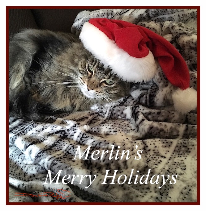 holiday cat card, cat in a hat, long haired cat with santa hat photography, debiriley.com