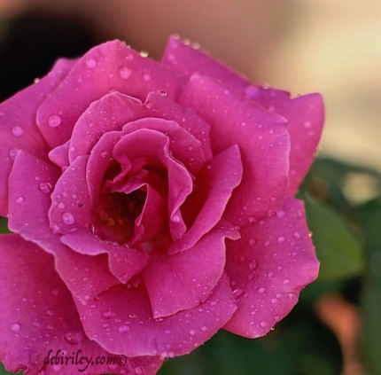 garden rose, deep pink rose photo, debiriley.com 