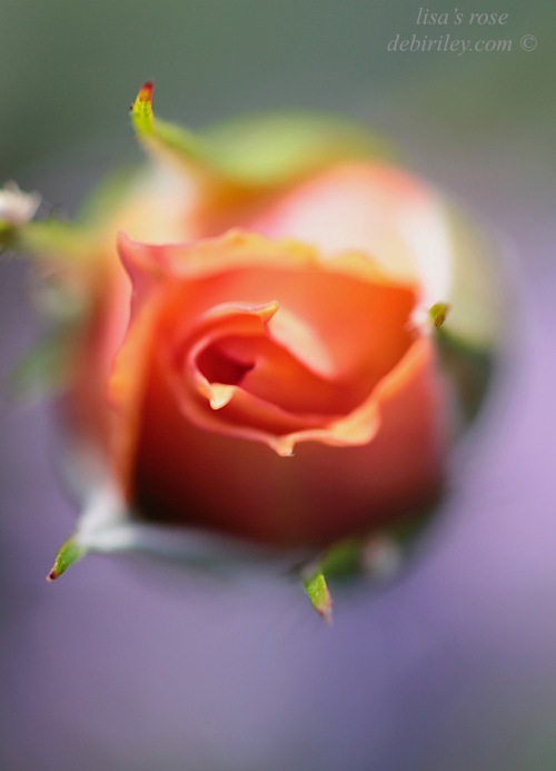 rose soft focus, orange purple color floral, photo rose bokeh, debiriley.com 