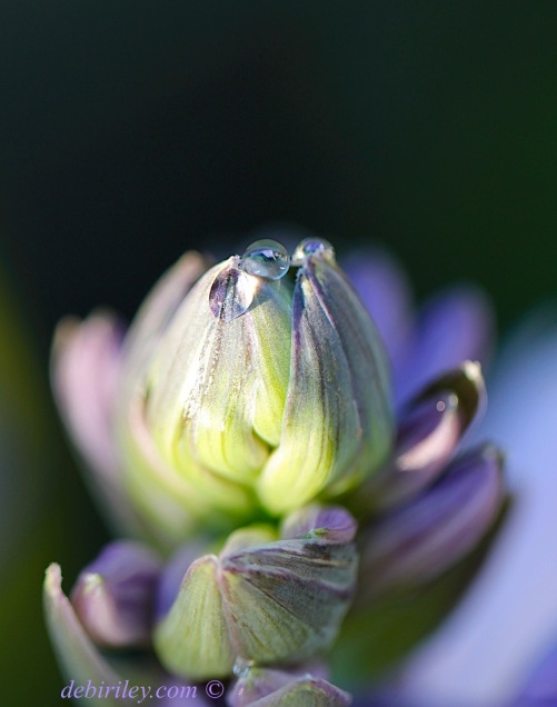 macro floral dew drop, purple flower bokeh,zen photography, debiriley.com 